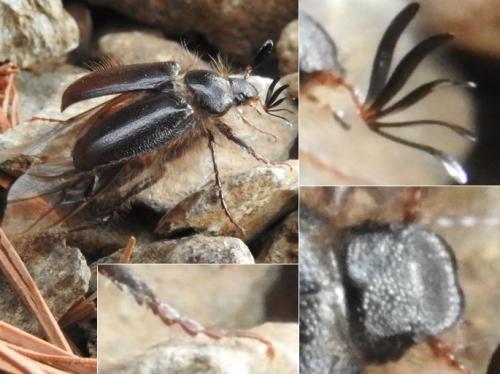 Pachydema sp.